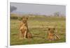 Two Wild Female Lions Sitting On The Plains, Stare, And Make Eye Contact With The Camera. Zimbabwe-Karine Aigner-Framed Photographic Print