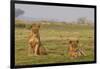 Two Wild Female Lions Sitting On The Plains, Stare, And Make Eye Contact With The Camera. Zimbabwe-Karine Aigner-Framed Photographic Print