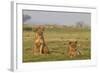 Two Wild Female Lions Sitting On The Plains, Stare, And Make Eye Contact With The Camera. Zimbabwe-Karine Aigner-Framed Photographic Print