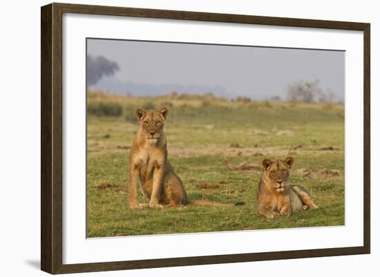 Two Wild Female Lions Sitting On The Plains, Stare, And Make Eye Contact With The Camera. Zimbabwe-Karine Aigner-Framed Photographic Print