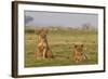 Two Wild Female Lions Sitting On The Plains, Stare, And Make Eye Contact With The Camera. Zimbabwe-Karine Aigner-Framed Photographic Print