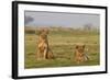 Two Wild Female Lions Sitting On The Plains, Stare, And Make Eye Contact With The Camera. Zimbabwe-Karine Aigner-Framed Photographic Print