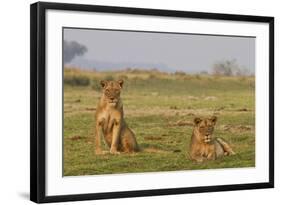 Two Wild Female Lions Sitting On The Plains, Stare, And Make Eye Contact With The Camera. Zimbabwe-Karine Aigner-Framed Photographic Print