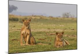 Two Wild Female Lions Sitting On The Plains, Stare, And Make Eye Contact With The Camera. Zimbabwe-Karine Aigner-Mounted Photographic Print