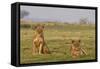 Two Wild Female Lions Sitting On The Plains, Stare, And Make Eye Contact With The Camera. Zimbabwe-Karine Aigner-Framed Stretched Canvas