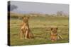 Two Wild Female Lions Sitting On The Plains, Stare, And Make Eye Contact With The Camera. Zimbabwe-Karine Aigner-Stretched Canvas