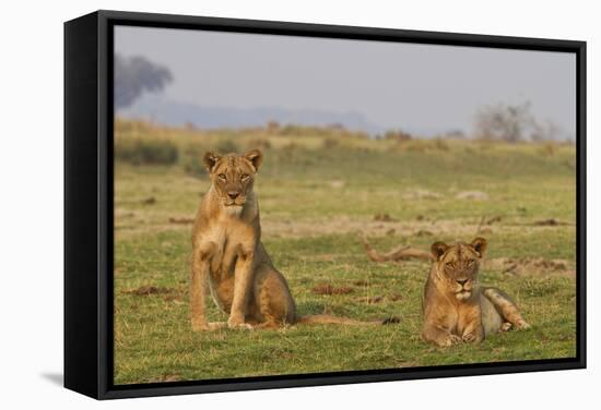 Two Wild Female Lions Sitting On The Plains, Stare, And Make Eye Contact With The Camera. Zimbabwe-Karine Aigner-Framed Stretched Canvas