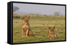 Two Wild Female Lions Sitting On The Plains, Stare, And Make Eye Contact With The Camera. Zimbabwe-Karine Aigner-Framed Stretched Canvas