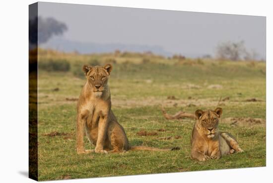 Two Wild Female Lions Sitting On The Plains, Stare, And Make Eye Contact With The Camera. Zimbabwe-Karine Aigner-Stretched Canvas