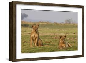 Two Wild Female Lions Sitting On The Plains, Stare, And Make Eye Contact With The Camera. Zimbabwe-Karine Aigner-Framed Photographic Print