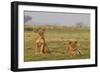 Two Wild Female Lions Sitting On The Plains, Stare, And Make Eye Contact With The Camera. Zimbabwe-Karine Aigner-Framed Photographic Print