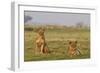 Two Wild Female Lions Sitting On The Plains, Stare, And Make Eye Contact With The Camera. Zimbabwe-Karine Aigner-Framed Photographic Print