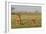 Two Wild Female Lions Sitting On The Plains, Stare, And Make Eye Contact With The Camera. Zimbabwe-Karine Aigner-Framed Photographic Print