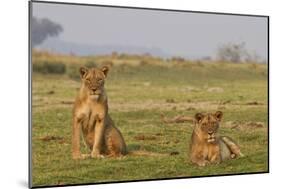 Two Wild Female Lions Sitting On The Plains, Stare, And Make Eye Contact With The Camera. Zimbabwe-Karine Aigner-Mounted Photographic Print