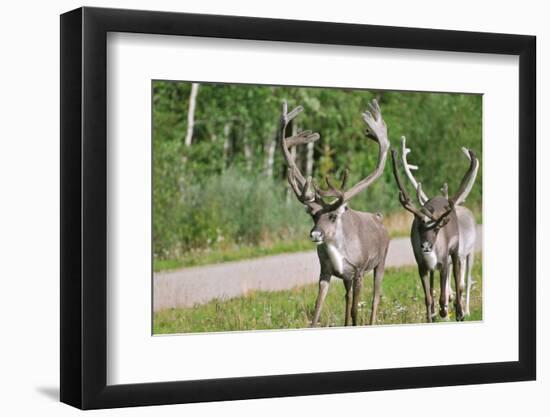 Two Wild Reindeer Approaching on a Roadside in Lapland, Scandinavia-1photo-Framed Premium Photographic Print