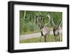 Two Wild Reindeer Approaching on a Roadside in Lapland, Scandinavia-1photo-Framed Premium Photographic Print