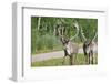 Two Wild Reindeer Approaching on a Roadside in Lapland, Scandinavia-1photo-Framed Premium Photographic Print