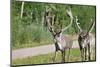 Two Wild Reindeer Approaching on a Roadside in Lapland, Scandinavia-1photo-Mounted Premium Photographic Print