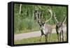 Two Wild Reindeer Approaching on a Roadside in Lapland, Scandinavia-1photo-Framed Stretched Canvas