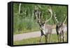 Two Wild Reindeer Approaching on a Roadside in Lapland, Scandinavia-1photo-Framed Stretched Canvas