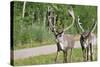 Two Wild Reindeer Approaching on a Roadside in Lapland, Scandinavia-1photo-Stretched Canvas