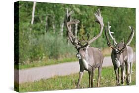 Two Wild Reindeer Approaching on a Roadside in Lapland, Scandinavia-1photo-Stretched Canvas