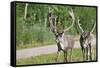 Two Wild Reindeer Approaching on a Roadside in Lapland, Scandinavia-1photo-Framed Stretched Canvas