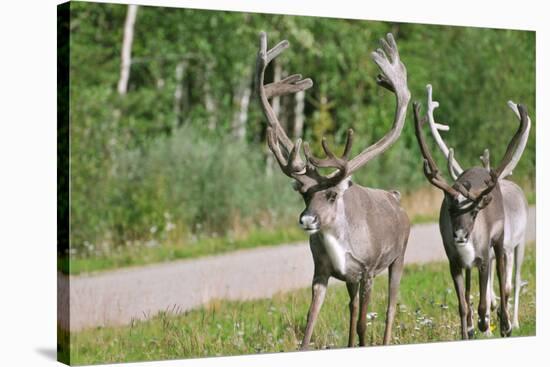 Two Wild Reindeer Approaching on a Roadside in Lapland, Scandinavia-1photo-Stretched Canvas