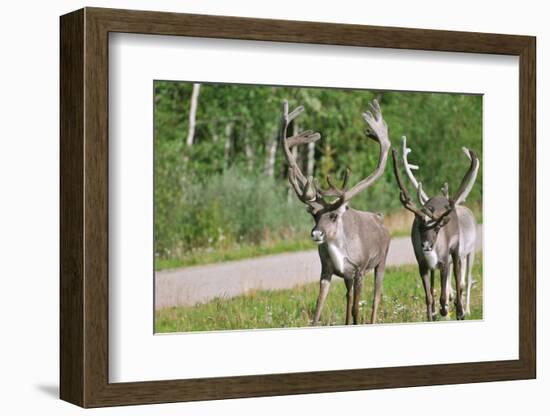 Two Wild Reindeer Approaching on a Roadside in Lapland, Scandinavia-1photo-Framed Photographic Print