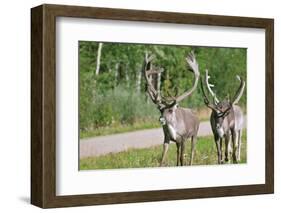 Two Wild Reindeer Approaching on a Roadside in Lapland, Scandinavia-1photo-Framed Photographic Print