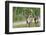 Two Wild Reindeer Approaching on a Roadside in Lapland, Scandinavia-1photo-Framed Photographic Print