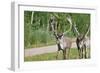 Two Wild Reindeer Approaching on a Roadside in Lapland, Scandinavia-1photo-Framed Photographic Print