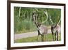 Two Wild Reindeer Approaching on a Roadside in Lapland, Scandinavia-1photo-Framed Photographic Print