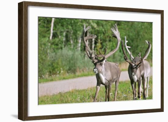 Two Wild Reindeer Approaching on a Roadside in Lapland, Scandinavia-1photo-Framed Photographic Print