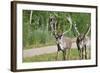 Two Wild Reindeer Approaching on a Roadside in Lapland, Scandinavia-1photo-Framed Photographic Print