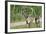 Two Wild Reindeer Approaching on a Roadside in Lapland, Scandinavia-1photo-Framed Photographic Print