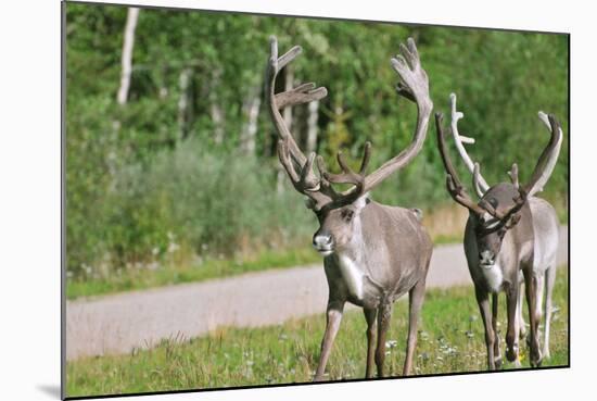 Two Wild Reindeer Approaching on a Roadside in Lapland, Scandinavia-1photo-Mounted Photographic Print