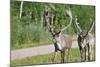 Two Wild Reindeer Approaching on a Roadside in Lapland, Scandinavia-1photo-Mounted Photographic Print