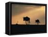 Two Wildebeest, at Sunset, Kenya-Terry Andrewartha-Framed Stretched Canvas
