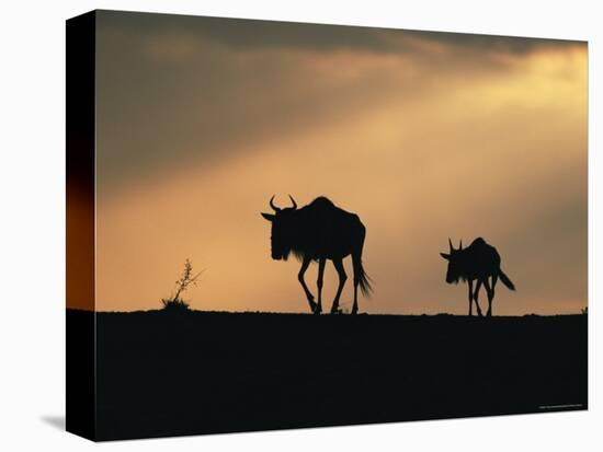 Two Wildebeest, at Sunset, Kenya-Terry Andrewartha-Stretched Canvas