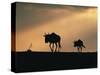 Two Wildebeest, at Sunset, Kenya-Terry Andrewartha-Stretched Canvas