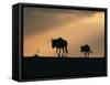 Two Wildebeest, at Sunset, Kenya-Terry Andrewartha-Framed Stretched Canvas