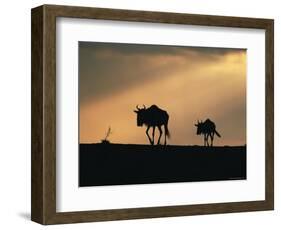 Two Wildebeest, at Sunset, Kenya-Terry Andrewartha-Framed Premium Photographic Print