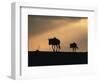 Two Wildebeest, at Sunset, Kenya-Terry Andrewartha-Framed Premium Photographic Print