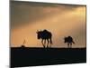 Two Wildebeest, at Sunset, Kenya-Terry Andrewartha-Mounted Premium Photographic Print