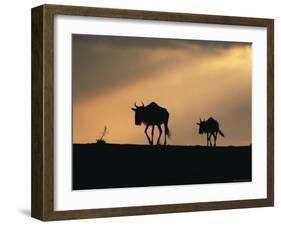 Two Wildebeest, at Sunset, Kenya-Terry Andrewartha-Framed Photographic Print