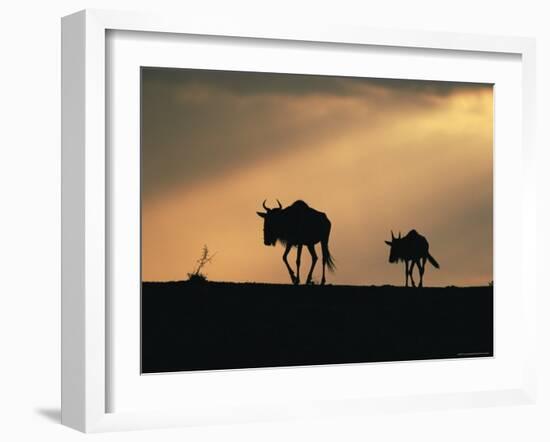 Two Wildebeest, at Sunset, Kenya-Terry Andrewartha-Framed Photographic Print