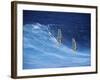 Two Windsurfers-null-Framed Photographic Print