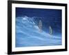 Two Windsurfers-null-Framed Photographic Print