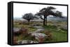 Two Windswept Trees, Near Hexworthy, Dartmoor, Devon, England, United Kingdom, Europe-David Lomax-Framed Stretched Canvas